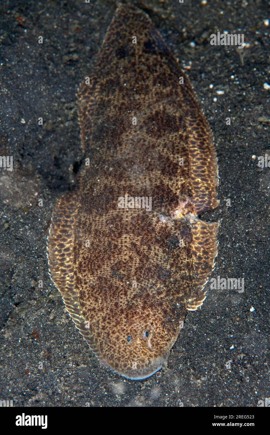 Blotched Tongue Sole, Cynoglossus puncticeps, night dive, TK1 dive site, Lembeh Straits, Sulawesi, Indonesia Stock Photo