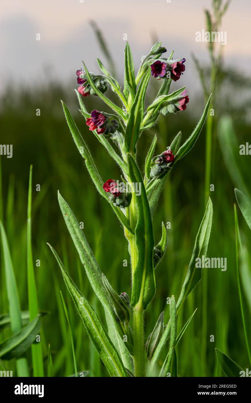In the wild, Cynoglossum officinale blooms among grasses. A close-up of the colorful flowers of the common sedum in a typical habitat. Stock Photo