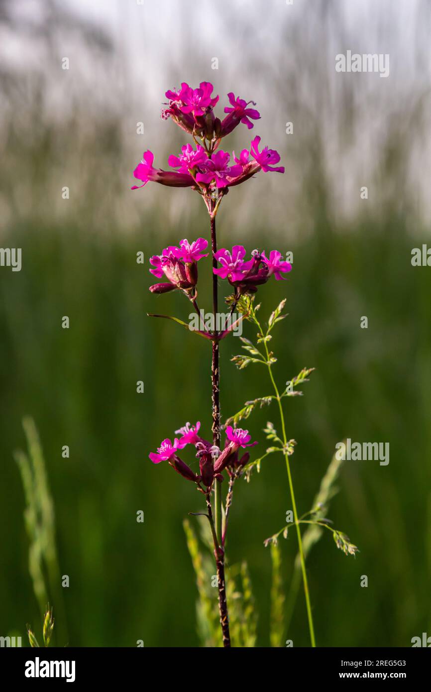 Silene viscaria, Viscaria vulgaris, Caryophyllaceae. Wild plant shot in summer. Stock Photo