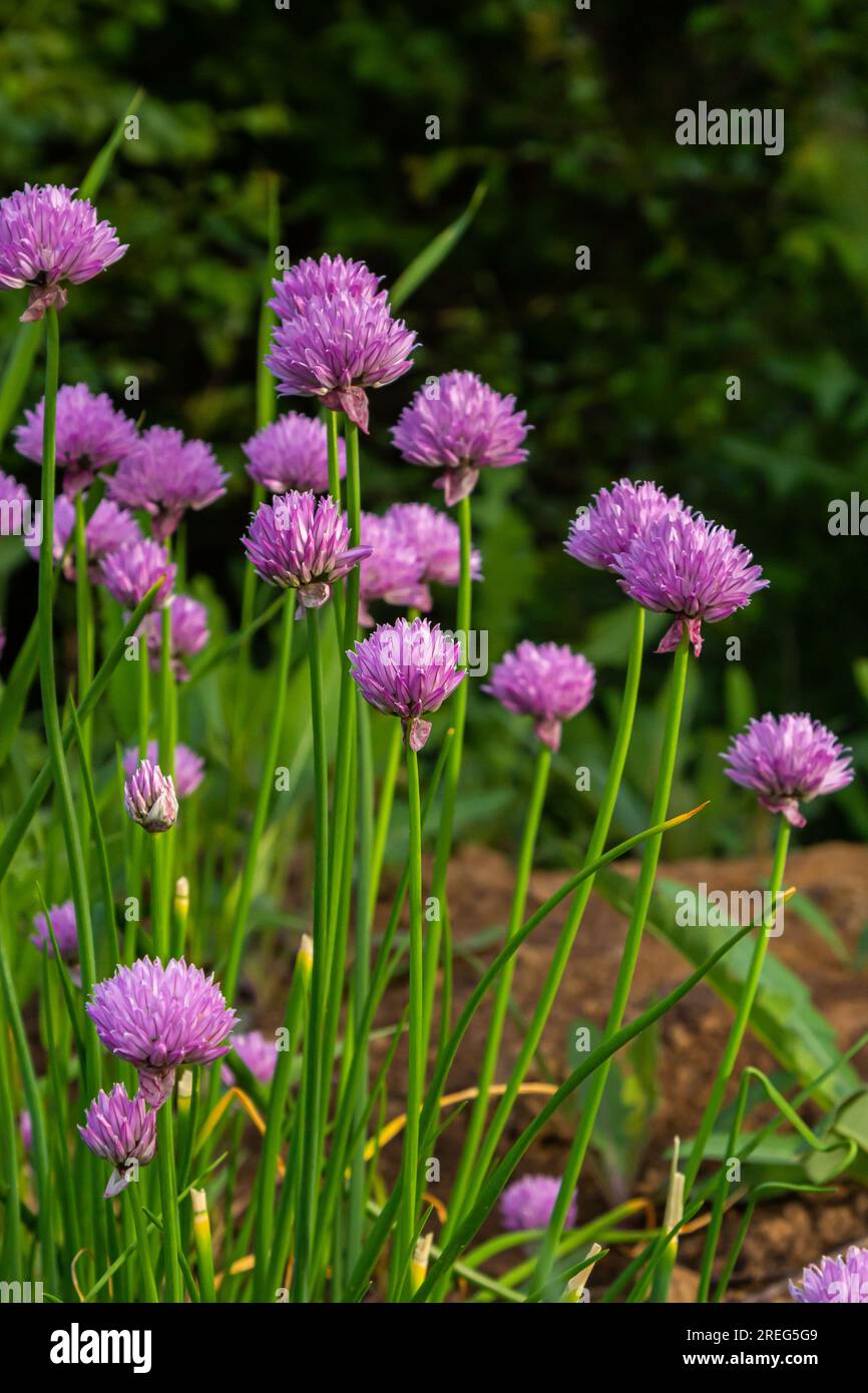 Close up view of emerging purple buds and blossoms on edible chives