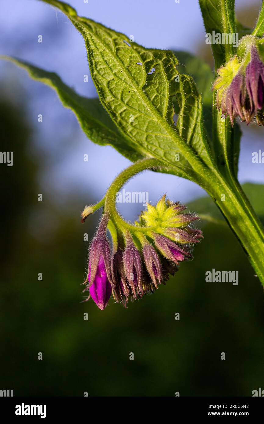 In The Meadow, Among Wild Herbs The Comfrey Symphytum Officinale Is ...