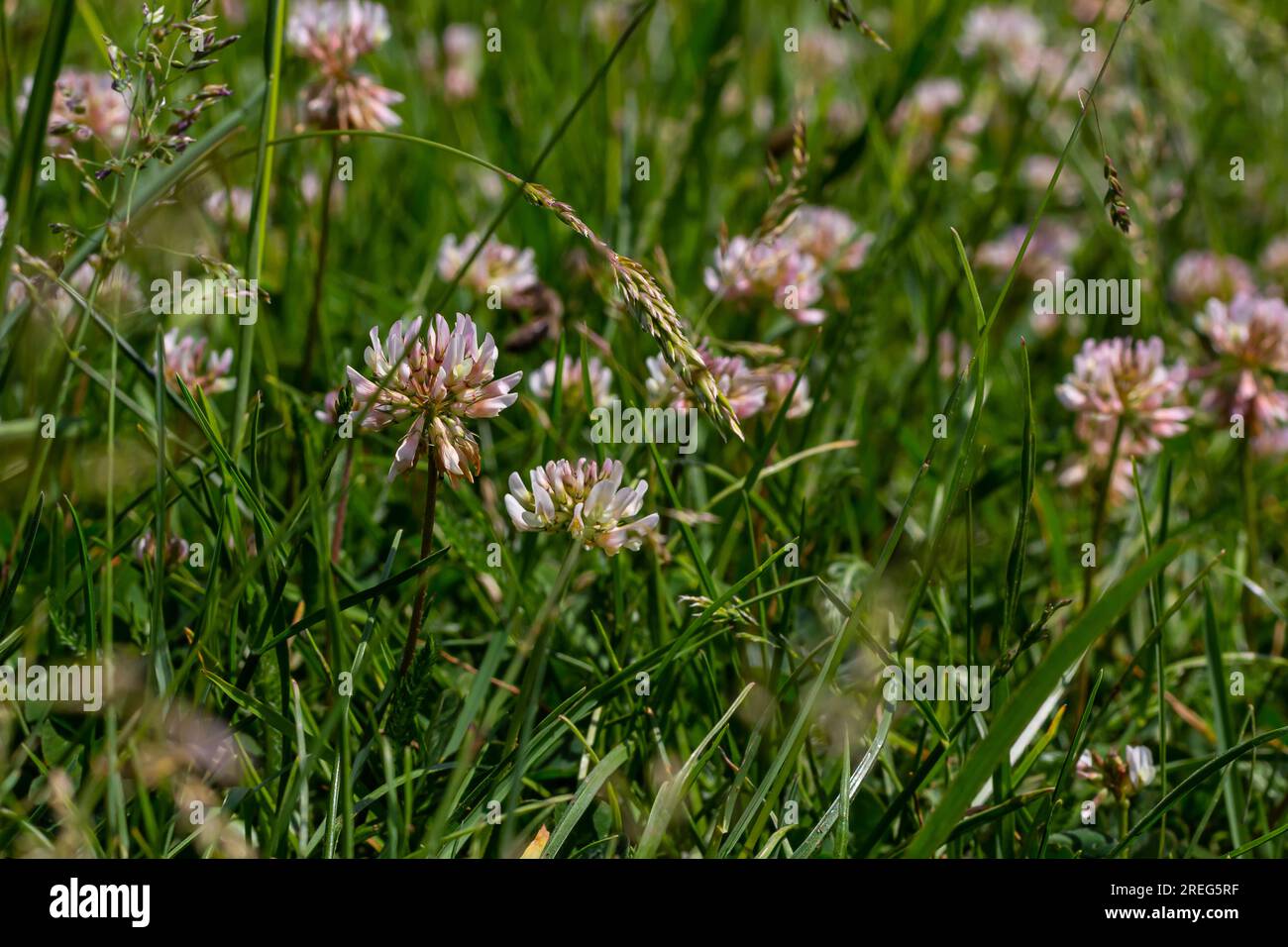 White clover flowers. Fabaceae perennial plants. April-July is the