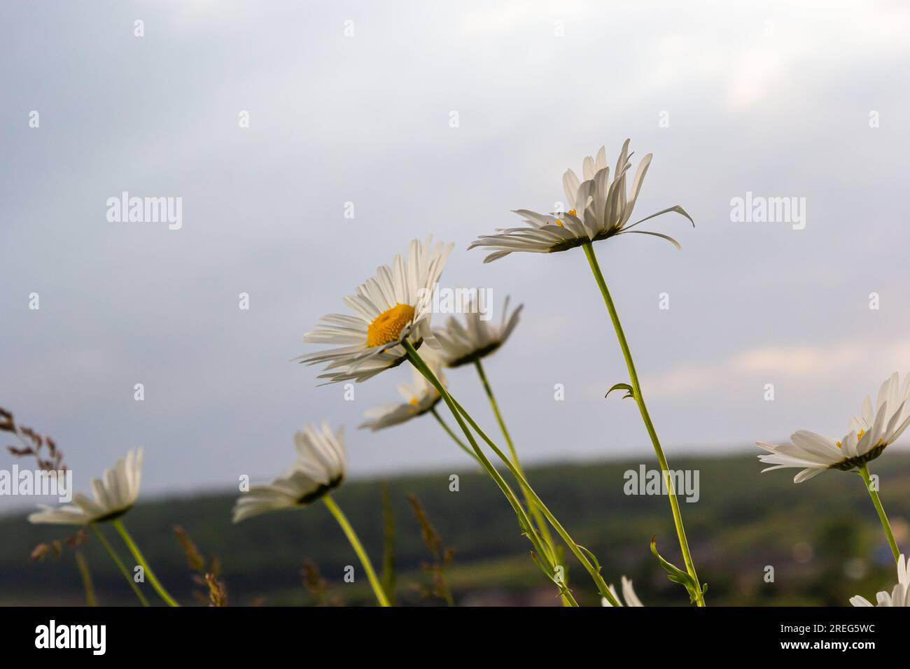 Wild daisy flowers growing on meadow, white chamomiles. Oxeye daisy, Leucanthemum vulgare, Daisies, Dox-eye, Common daisy, Dog daisy, Gardening concep Stock Photo