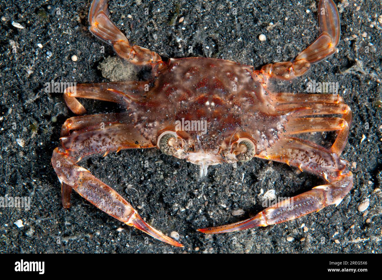 Swimming Crab, Portunus pelagicus, night dive, TK3 dive site, Lembeh Straits, Sulawesi, Indonesia Stock Photo