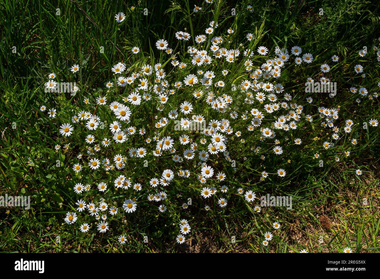 Wild daisy flowers growing on meadow, white chamomiles. Oxeye daisy, Leucanthemum vulgare, Daisies, Dox-eye, Common daisy, Dog daisy, Gardening concep Stock Photo