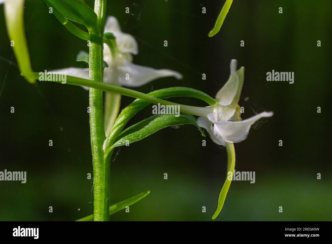 Platanthera bifolia, commonly known as the lesser butterflyorchid is a