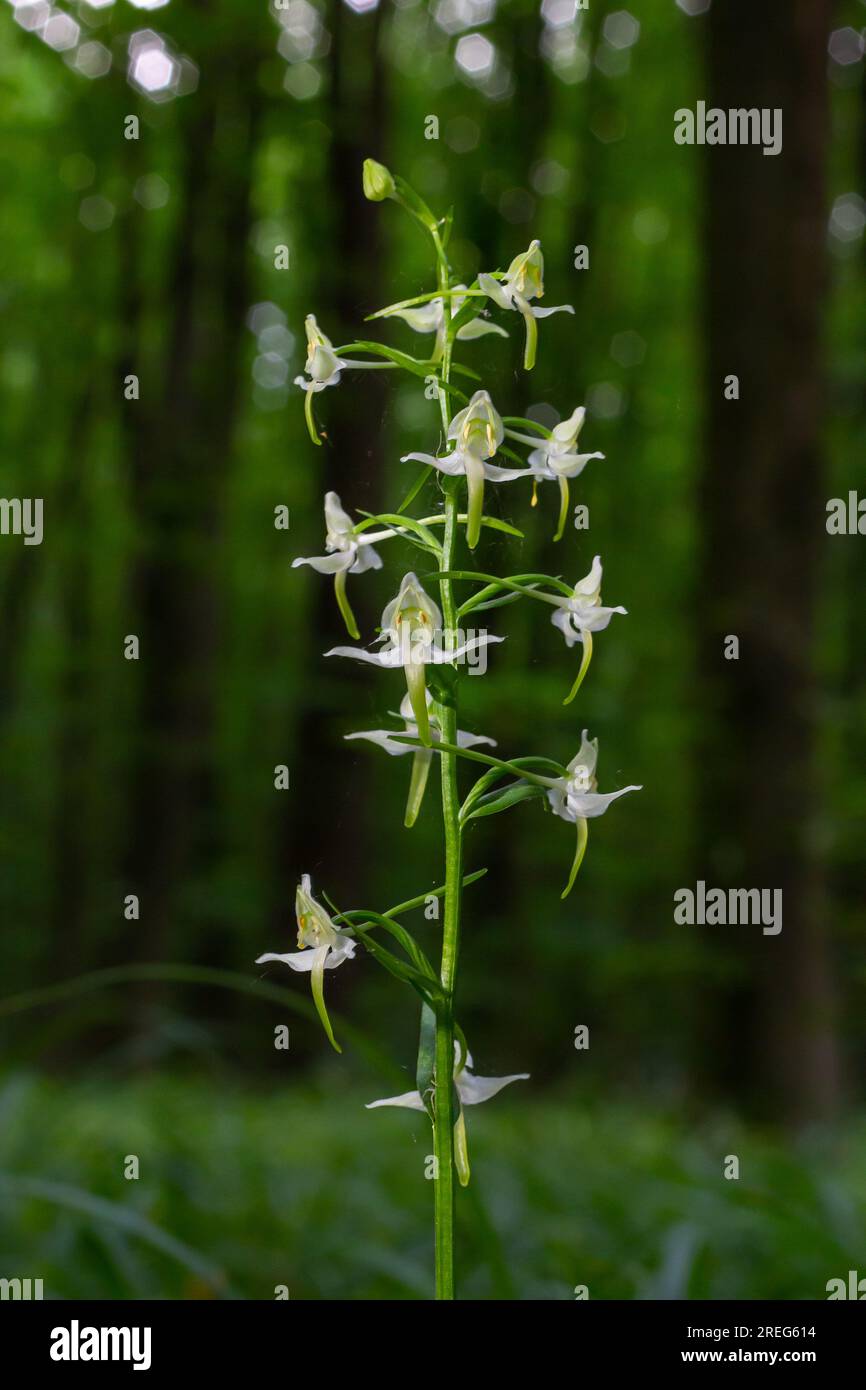 Platanthera bifolia, commonly known as the lesser butterflyorchid is a