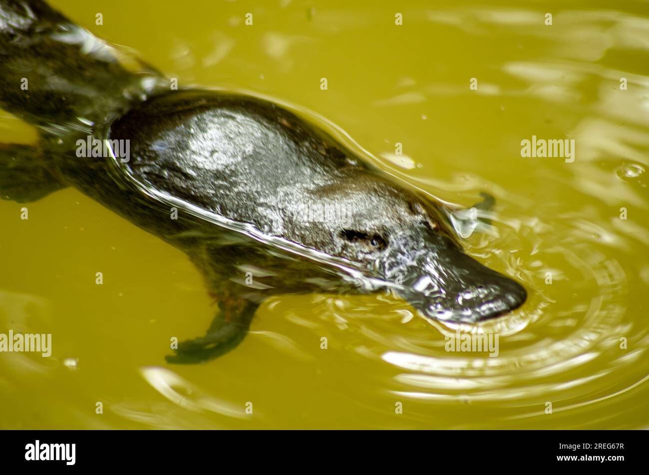 Platypus, Ornithorhynchus anatinus, Duckbilled Platypus, Petersens