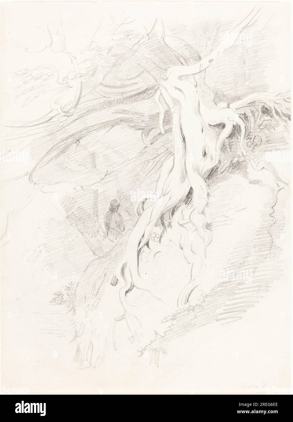 'Thales Fielding, The Yew at Clifton, 0, graphite on wove paper, overall: 26.7 x 19.9 cm (10 1/2 x 7 13/16 in.), Gift of William B. O'Neal, 1995.52.49' Stock Photo