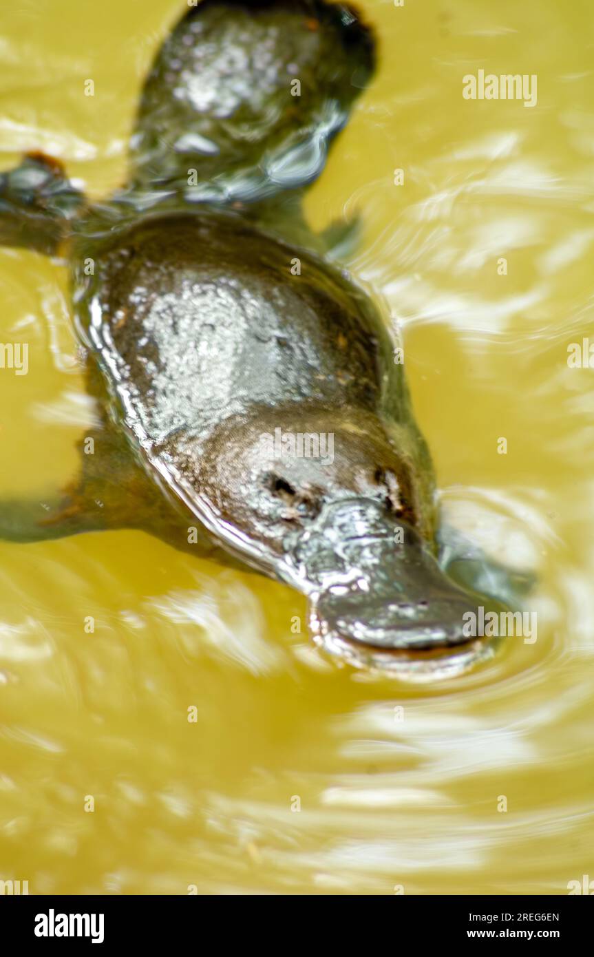 Platypus, Ornithorhynchus anatinus, Duckbilled Platypus, Petersens