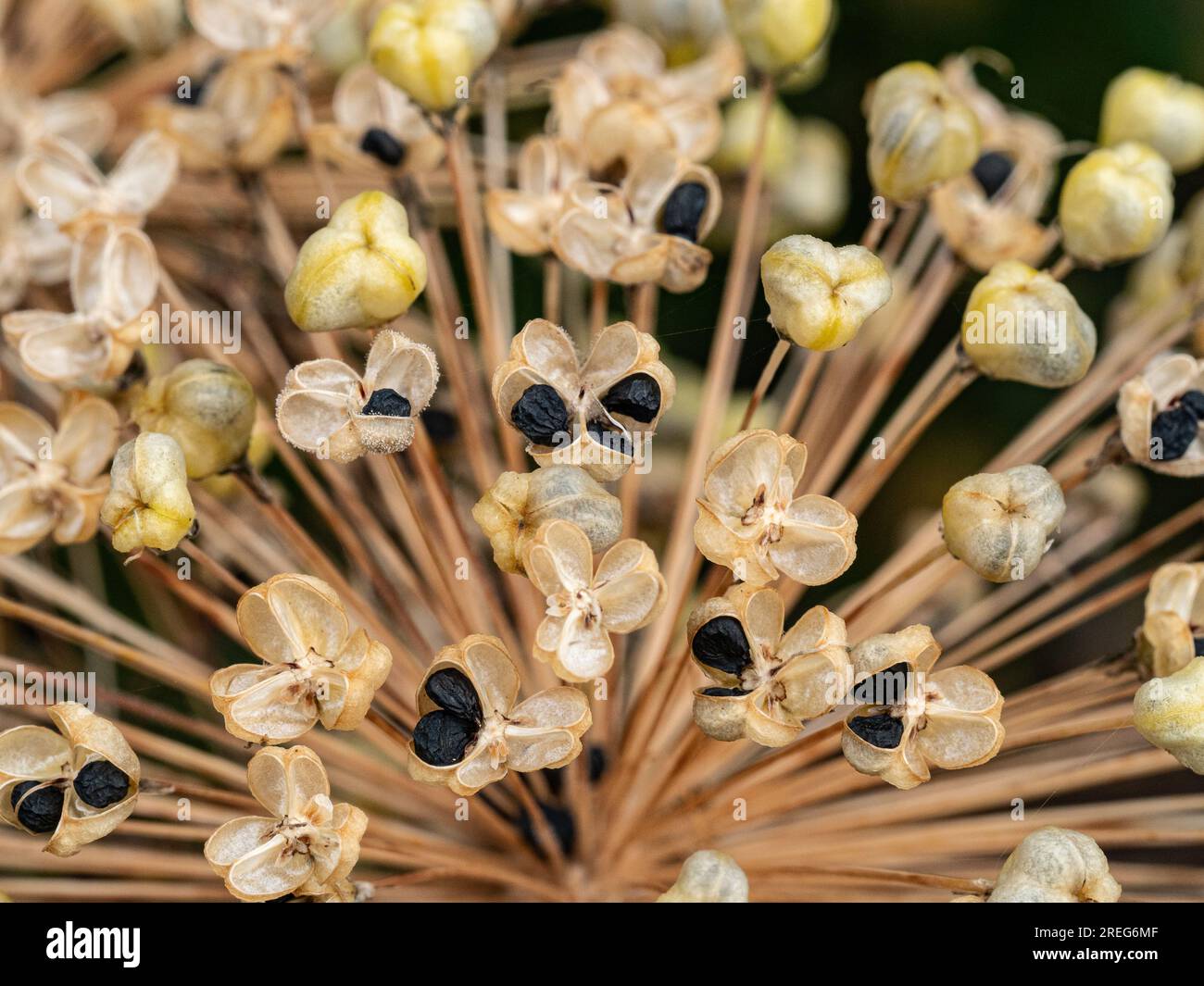 A close up of part of the dried seedhead of Allium 'Purple Sensation' Stock Photo