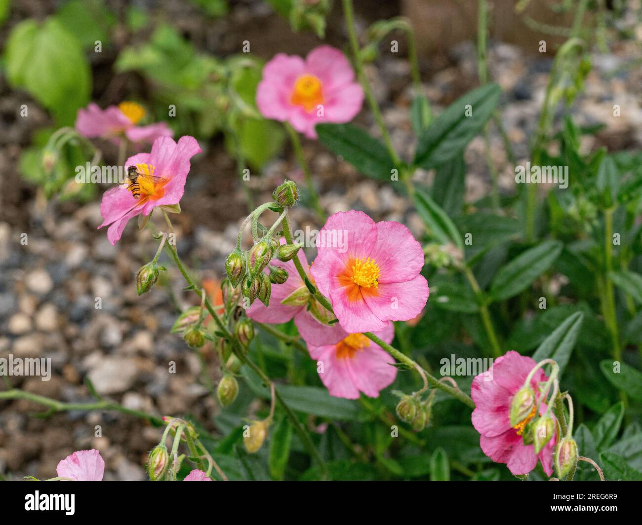 The delicate pink flowers of the rock rose Helianthemum 'Lawrenson's Pink' Stock Photo