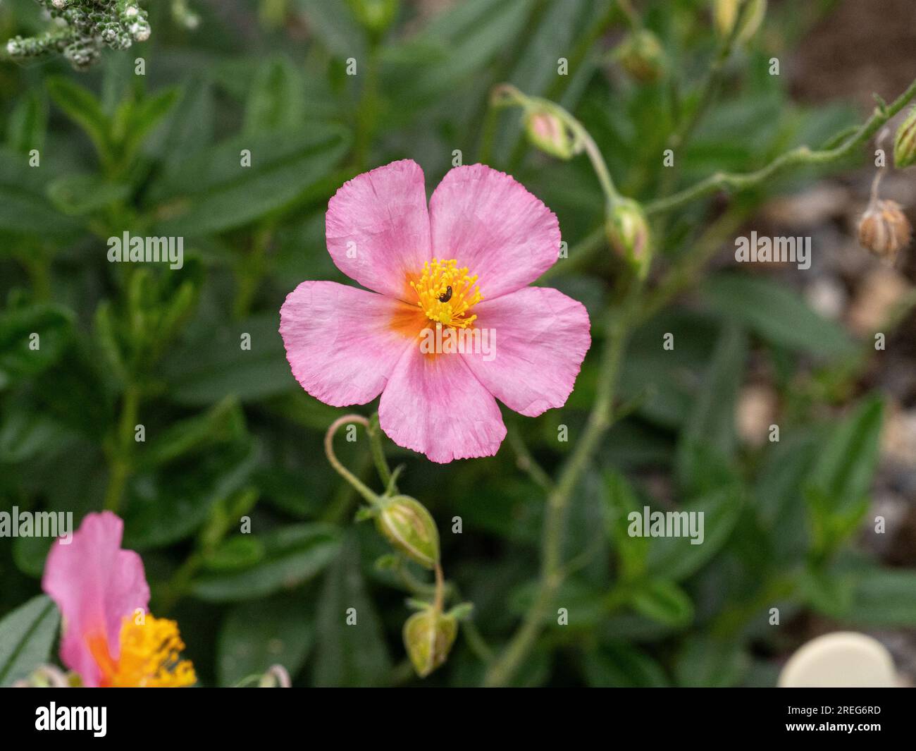 The delicate pink flowers of the rock rose Helianthemum 'Lawrenson's Pink' Stock Photo