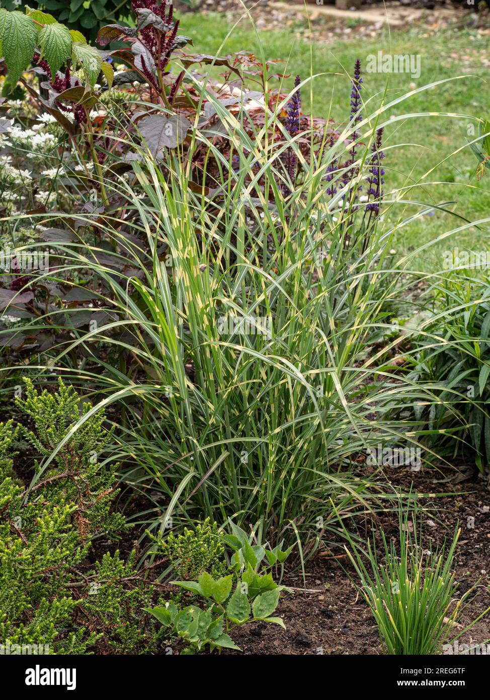 A clump of white striped foliage of Miscanthus sinensis 'Little Zebra' growing in a border with small shrubs and perennials Stock Photo