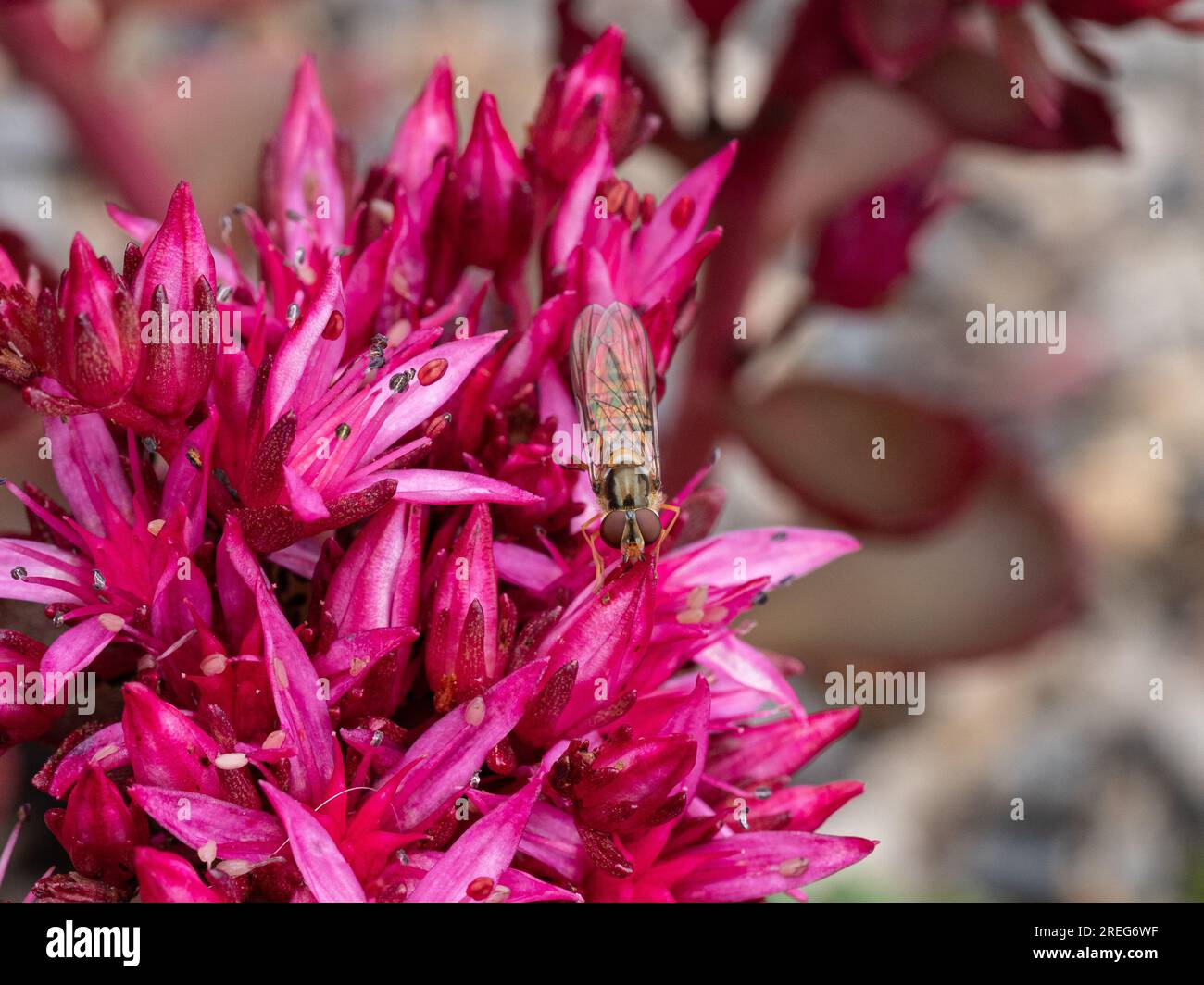 A hoverfly feeding on the starry pink flowers of Sedum spurium 'Purpureum' Stock Photo