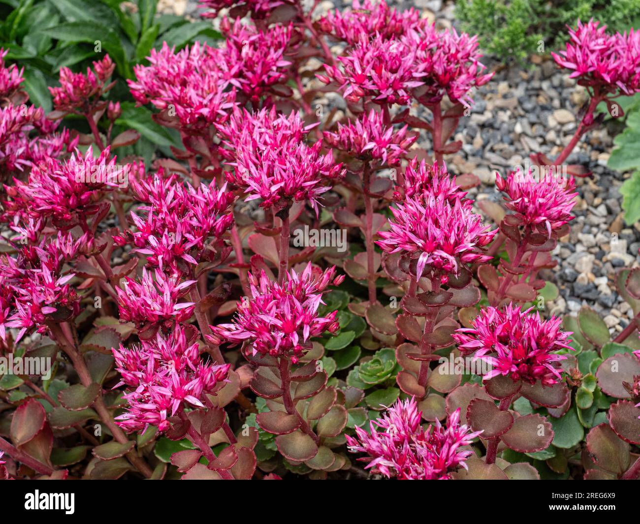 The deep pink flowers and dark red foliage of Sedum spurium 'Purpureum' Stock Photo