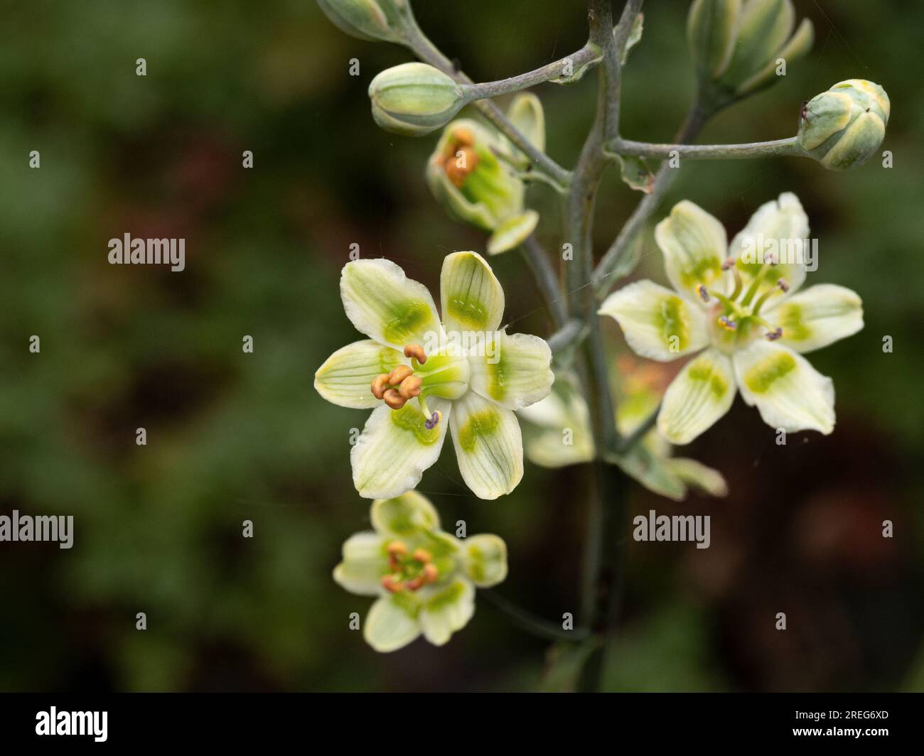 The delicate green and white flowers of Anticlea elegans formerly Zigadenus elegans Stock Photo