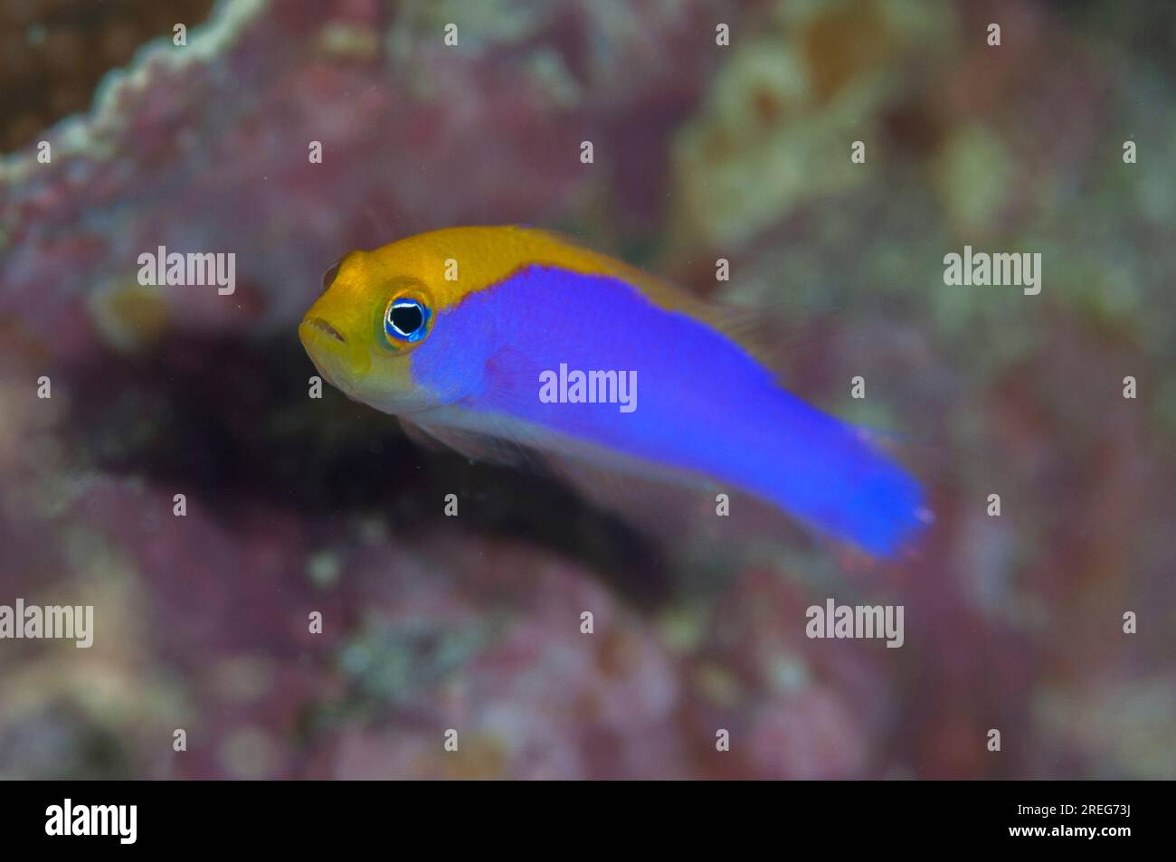 Cendrawasih Dottyback, Pictichromis caitlinae, endemic to Cendrawasih Bay, Tanjung Riarwepan dive site, Mioswaar, Cendrawasih Bay, West Papua, Indones Stock Photo