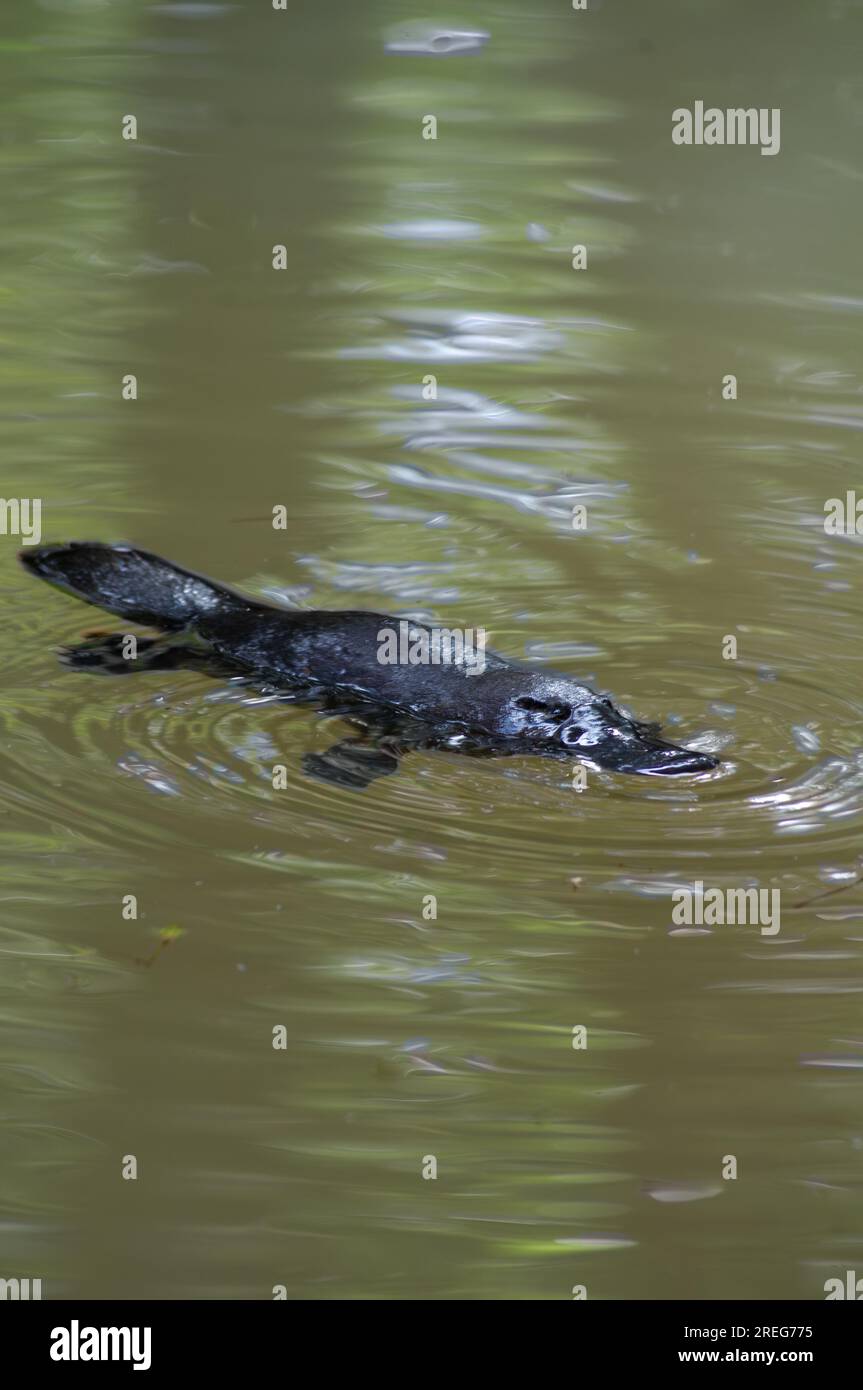 Platypus, Ornithorhynchus anatinus, Duck-billed Platypus, Petersens Creek, Yungaburra, Australia. Stock Photo