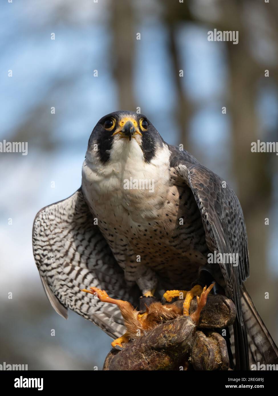 Peregrine falcon on display at the Cotswold Falconry Centre in Batsford