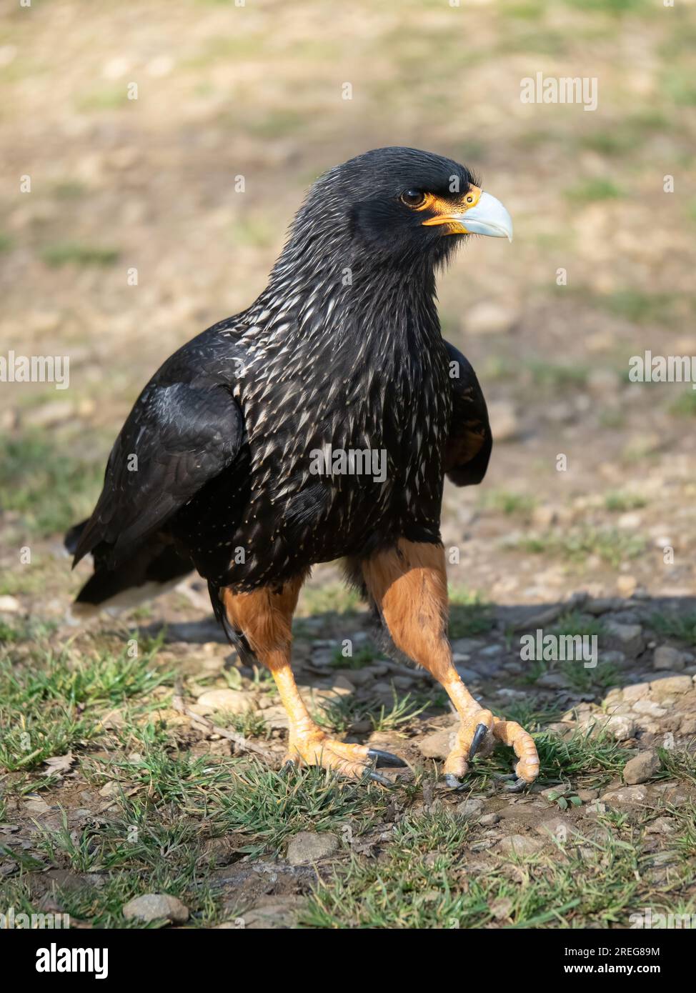 The International Centre for Birds of Prey - Animals & Nature in Newent,  Gloucester - Visit Gloucester