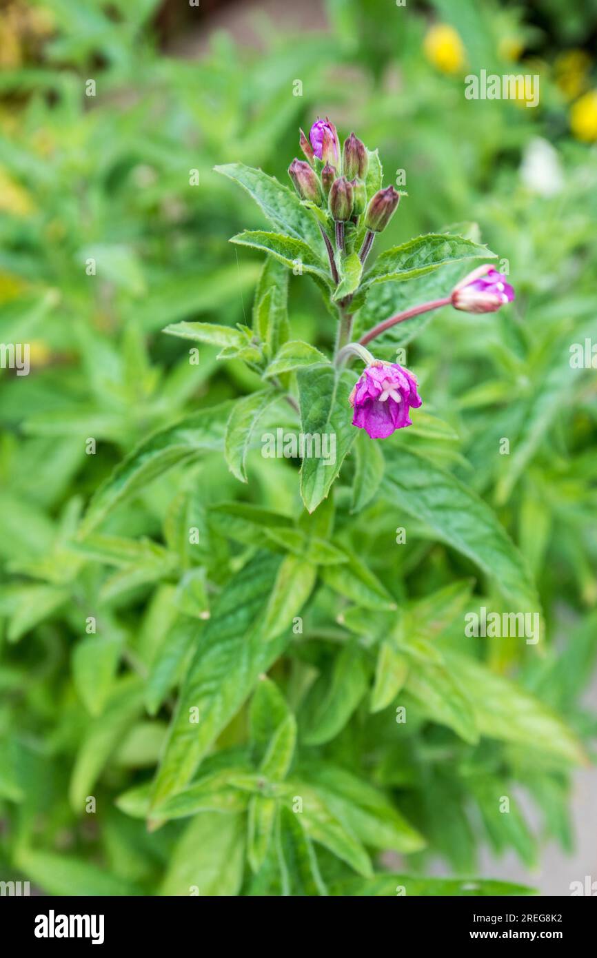 Plant that at least resembles epilobium and might even be epilobium. It appeared when I was awaiting chinese lantern seeds to germinate! Stock Photo