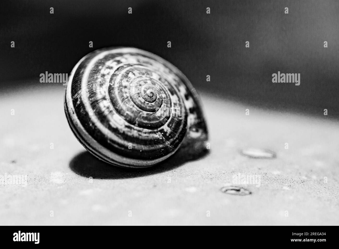 Macro photo of a snail Stock Photo Alamy