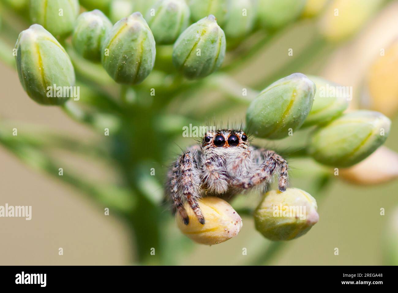 Macro photo of a spider Stock Photo - Alamy