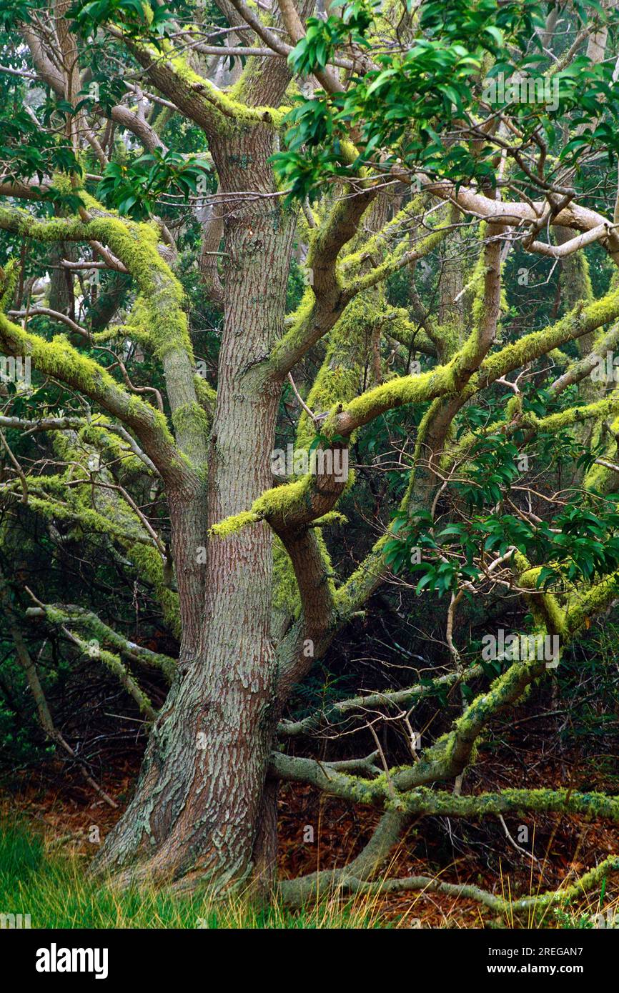 A large koa tree (acacia koa) with moss covered branches stands majestically in a koa forest on the Big Island of Hawaii. Koa wood has traditionally b Stock Photo
