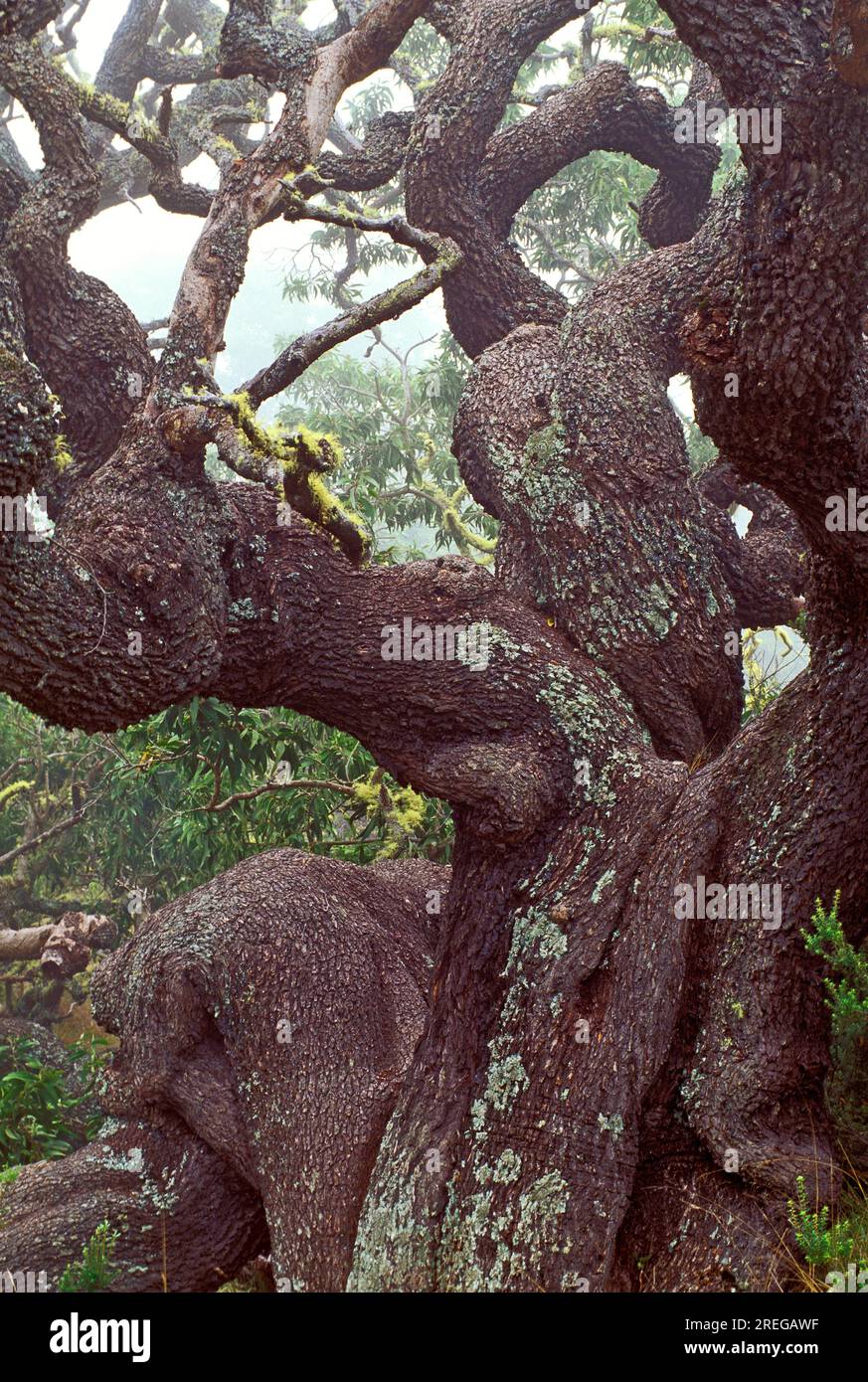 Interesting gnarly branches of an old koa tree (acacia koa) in a forest on the Big Island of Hawaii. Stock Photo