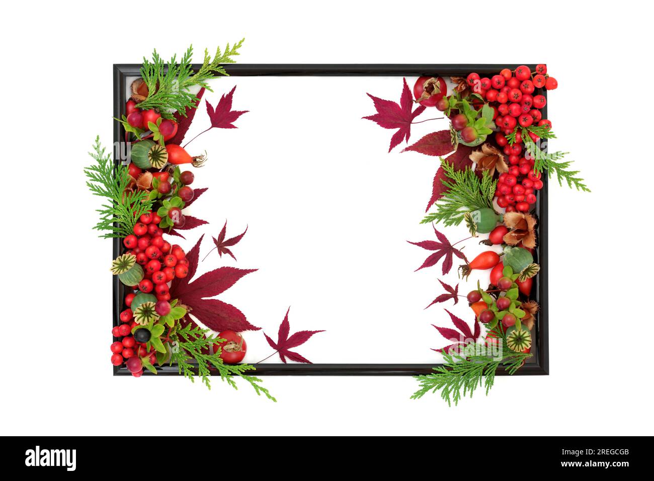 Autumn Fall Thanksgiving nature black background frame with leaves, berry fruit, nuts on white. Nature flora harvest festival design. Stock Photo