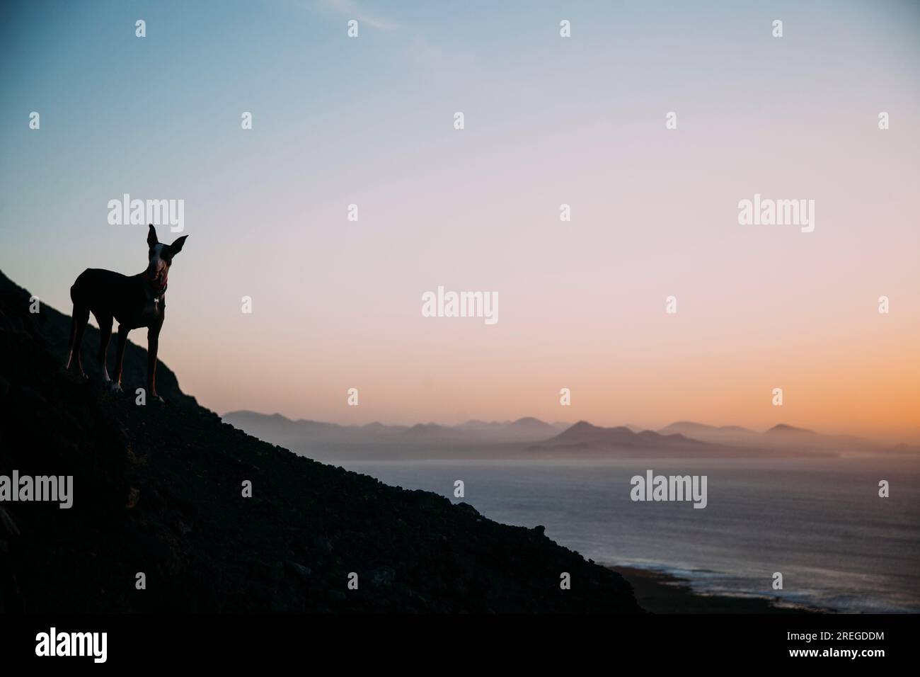 Volcanic landscape with a dog in backlight, sunset in Lanzarote. Stock Photo