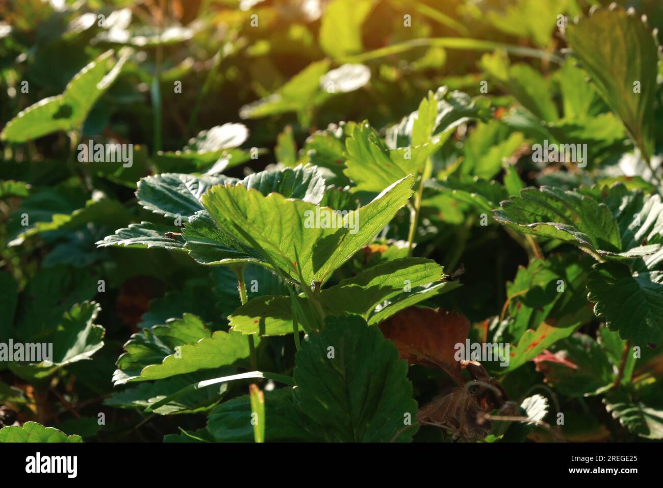 Green leaves of garden strawberry for background Wild strawberry leaves
