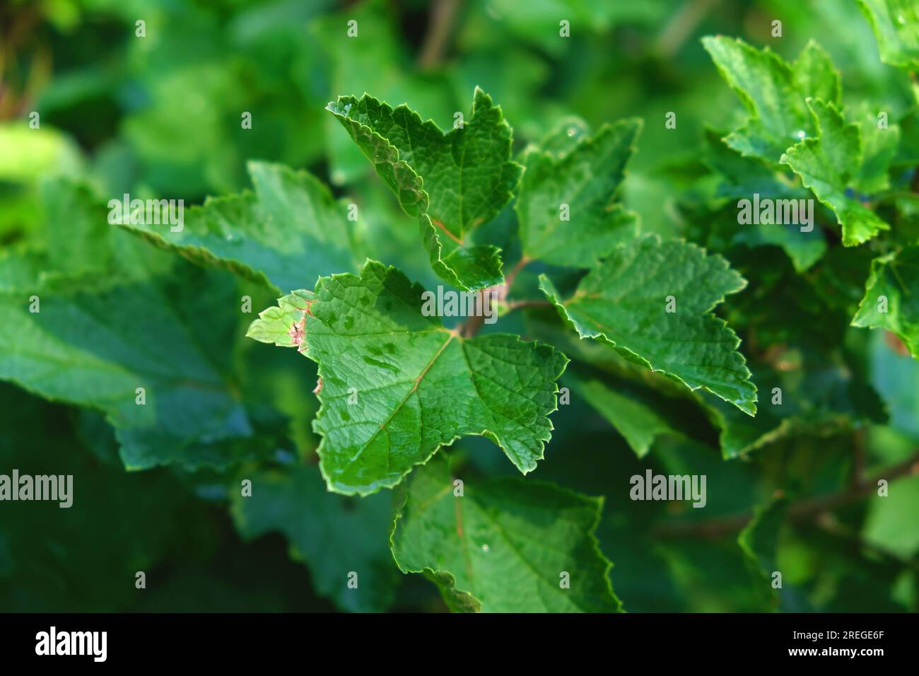 Currant leaves. Home eco-friendly organic garden. Currant. Stock Photo