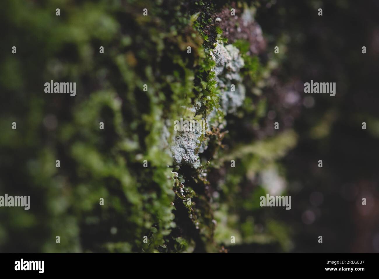 Nobody moss hi-res stock photography and images - Alamy