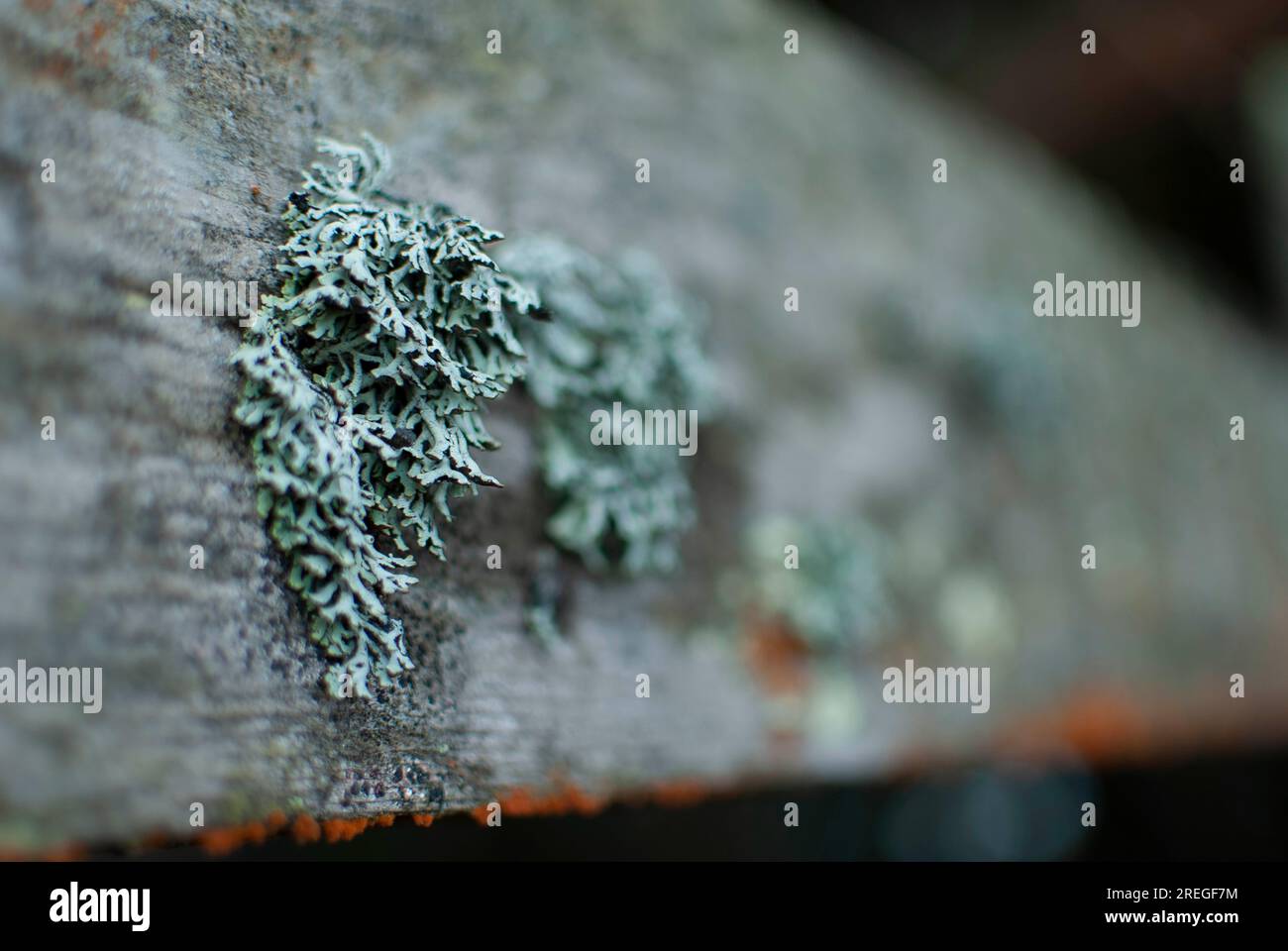 Colorful lichen grows on wood Stock Photo