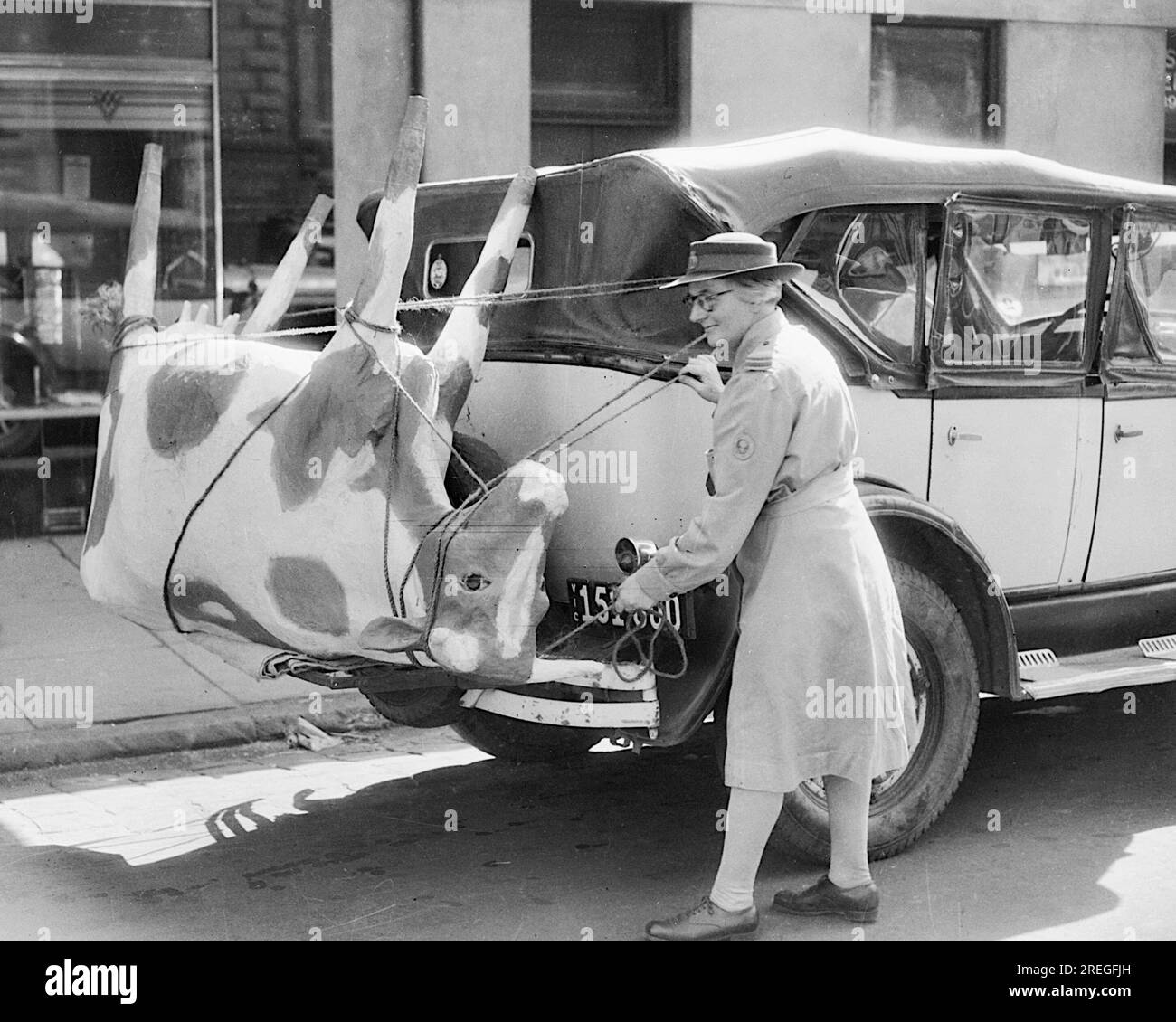 A papier-mache cow, used for milking demonstrations at the Werribee experimental farm, being tied on to the luggage carrier of Mrs Mellor's car - 1944 Stock Photo