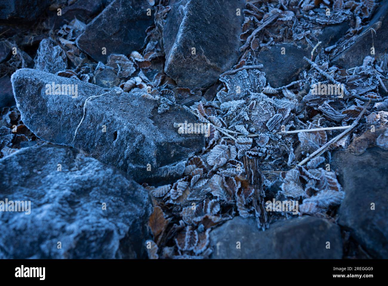 Rocks and lenga tree leafs at a frozen morning in Baguilt Lake Stock Photo