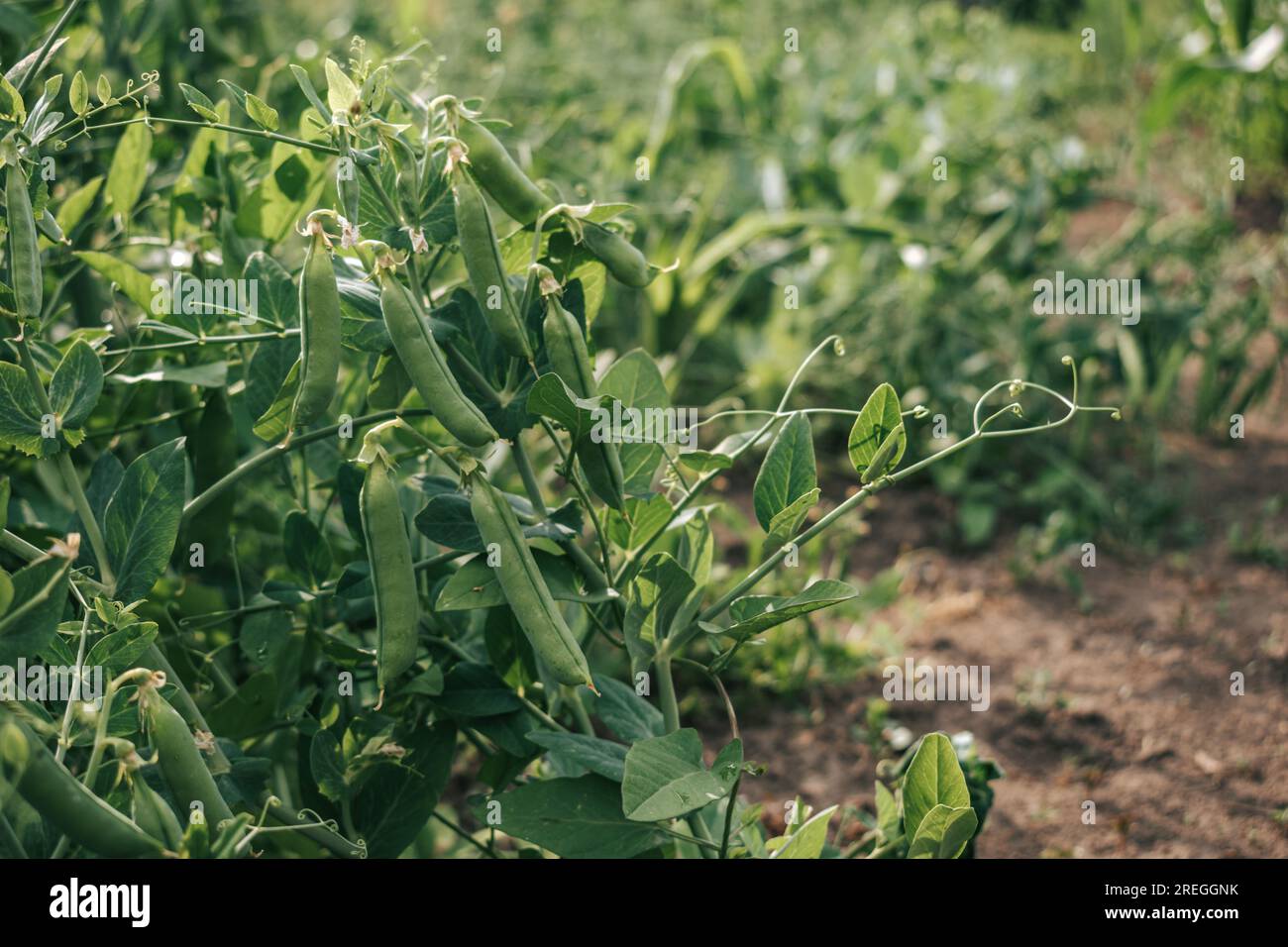 A bush of green peas with pods on a plantation Stock Photo Alamy