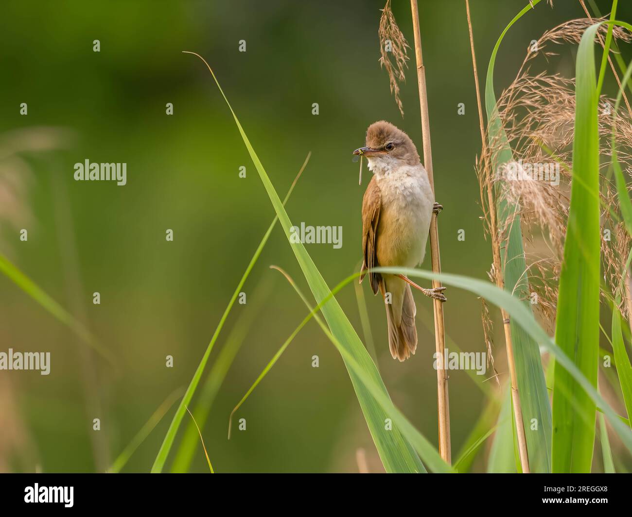 Great reed warbler sitting on a spigot Stock Photo - Alamy