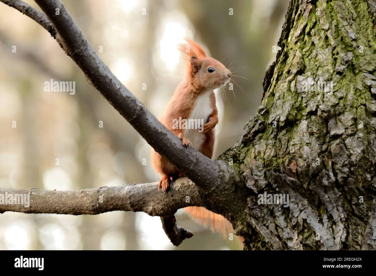 Red squirrel on a tree. Stock Photo