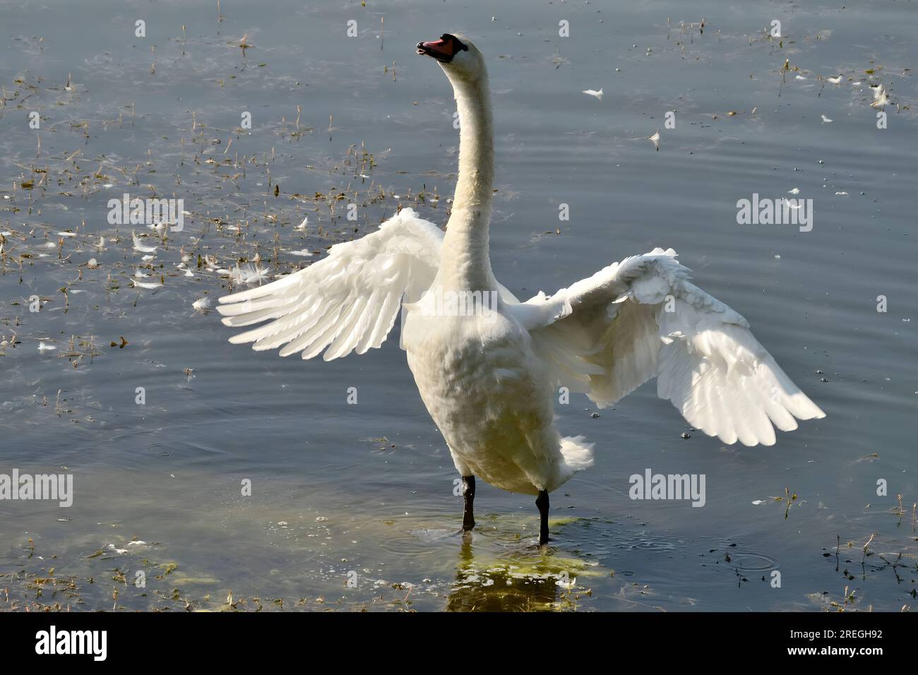 Mute swan standing with wings spread in the water Stock Photo Alamy
