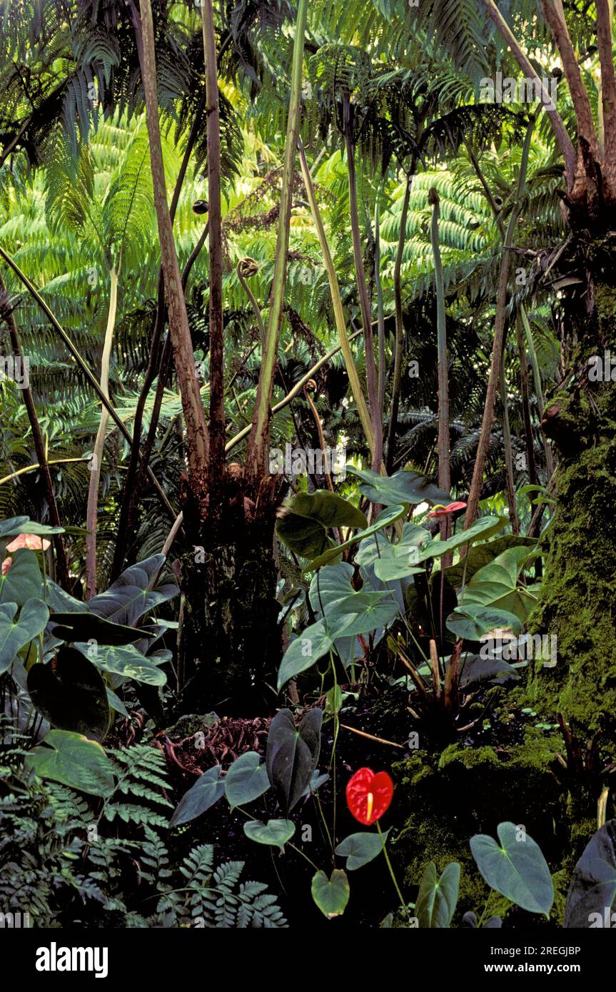 Lush ferns, athuriums and other plants abound in a tropical rainforest on the island of Maui. Stock Photo