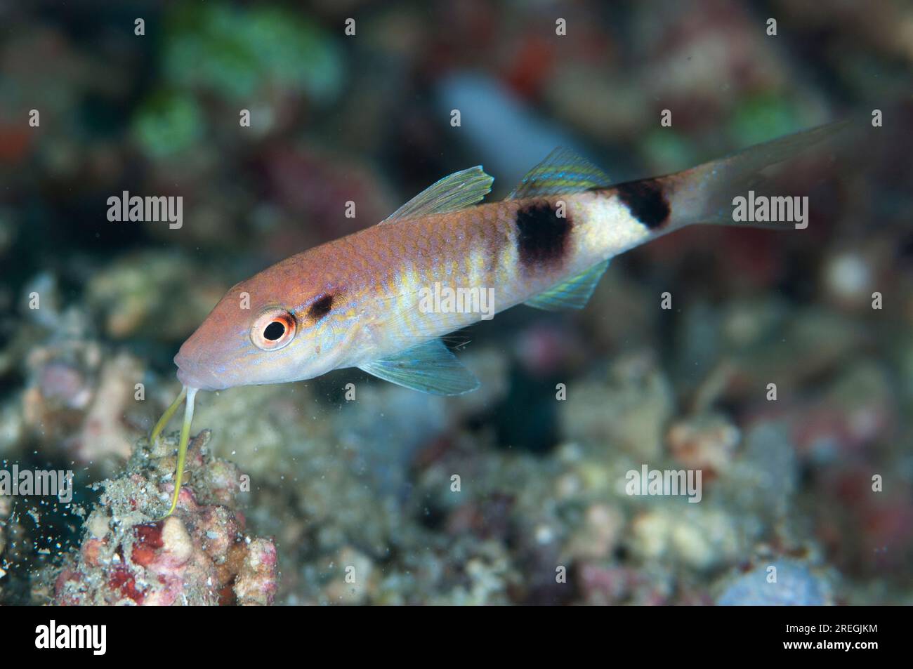 Juvenile Manybar Goatfish, Parupeneus multifasciatus, Bomber dive sire, Sansapor, Raja Ampat, West Papua, Indonesia Stock Photo