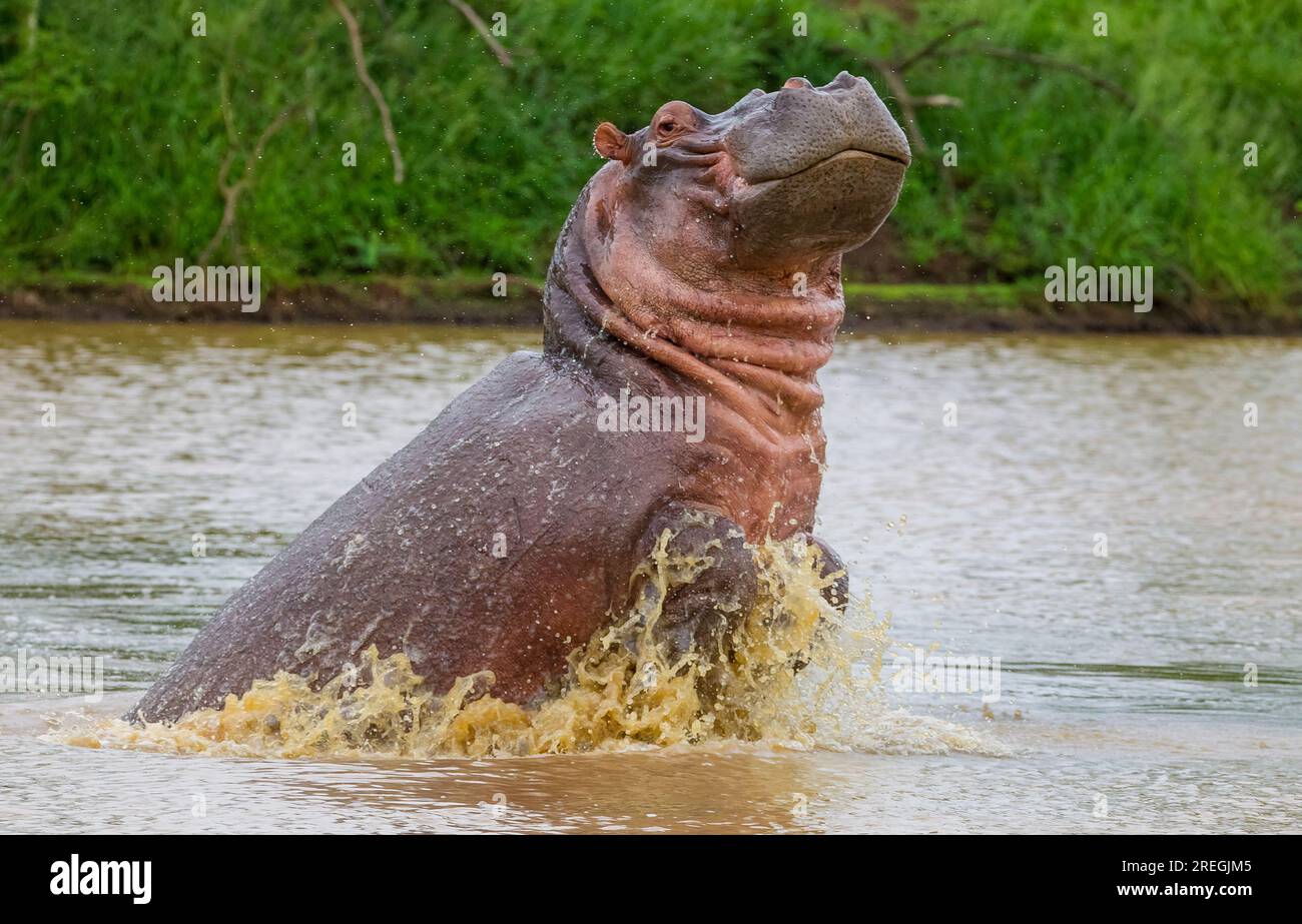 Hippo (Hippopotamus amphibius) is a large mammal herbivore from the