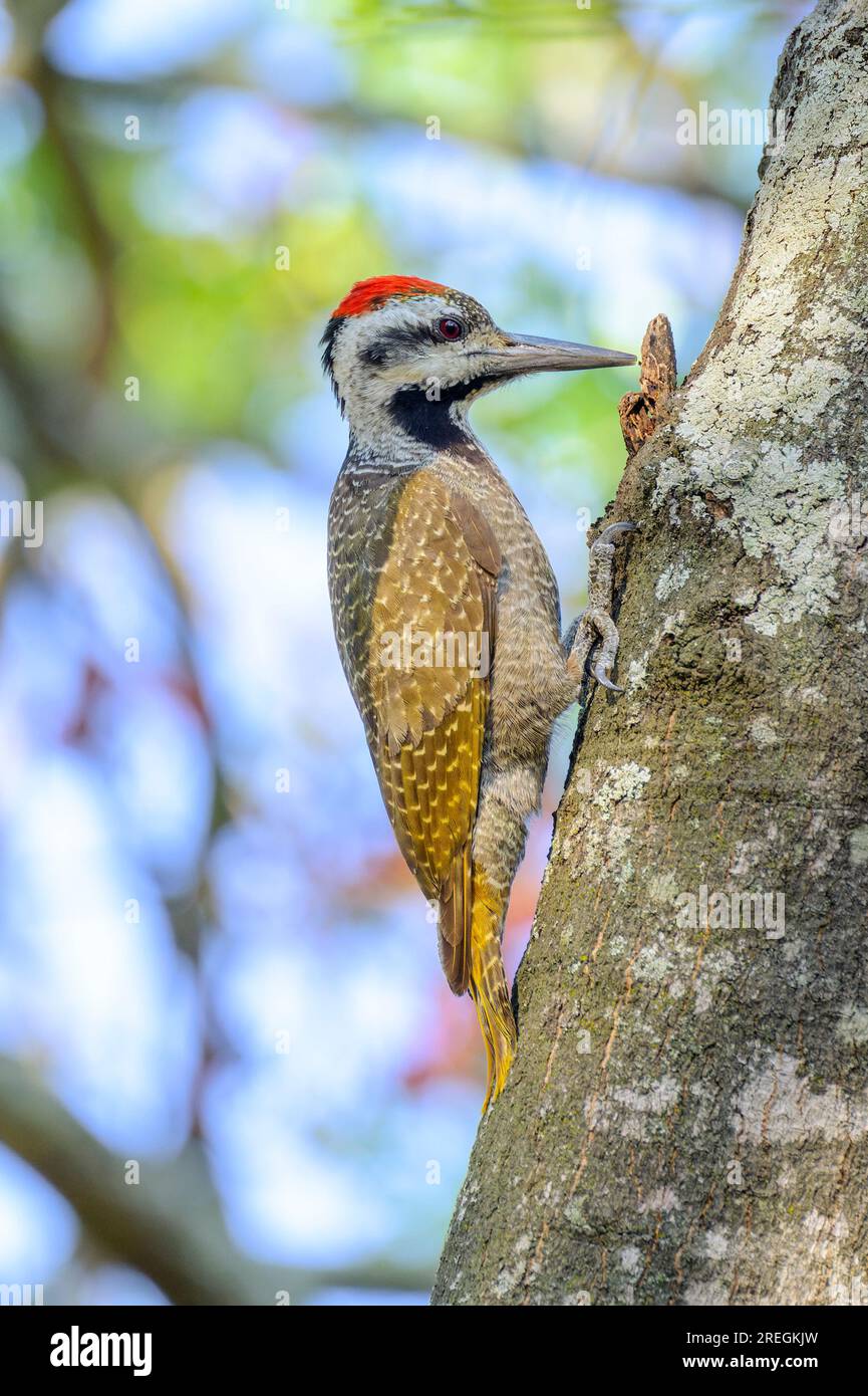 Southern african insects hi-res stock photography and images - Alamy