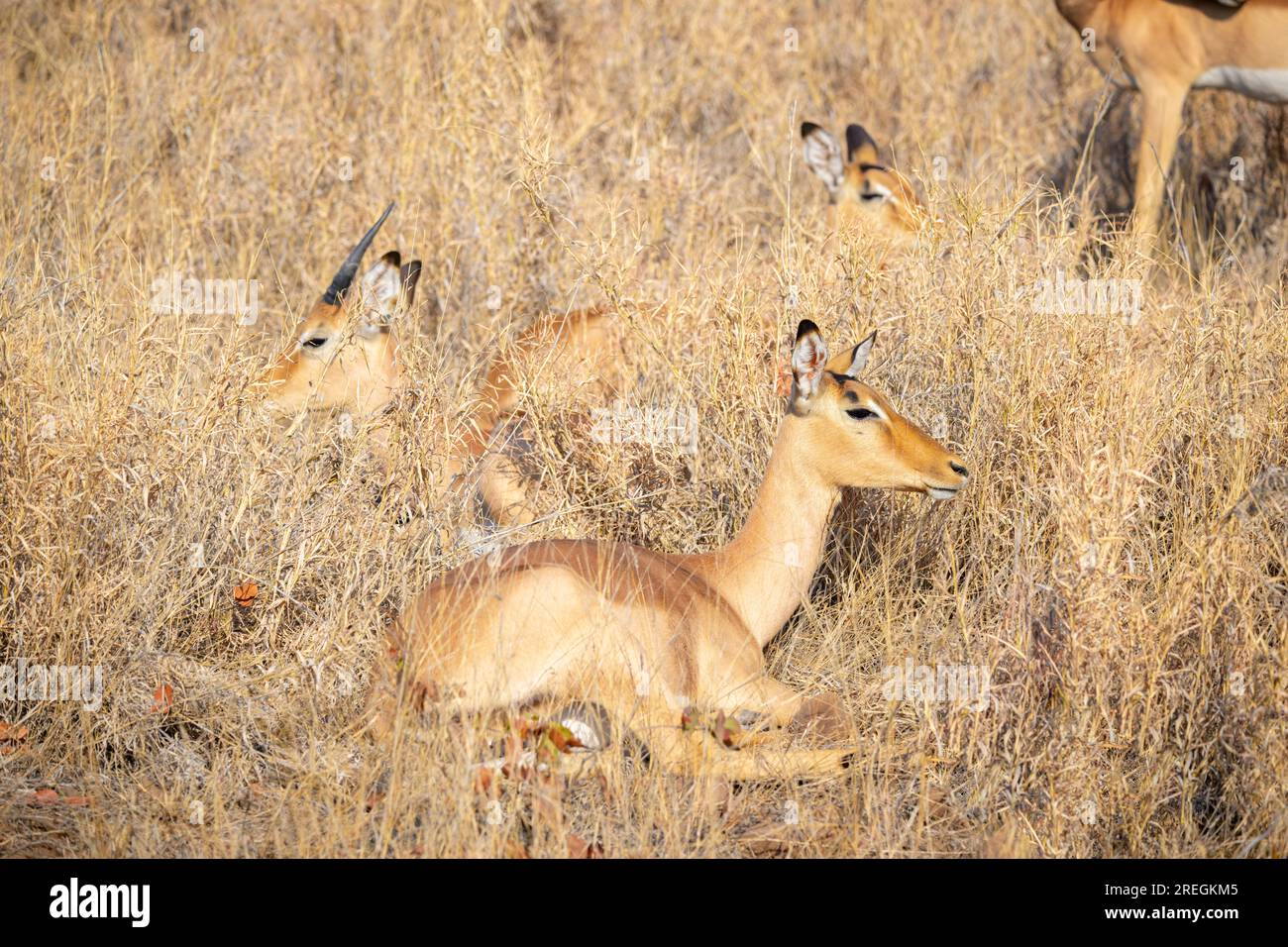 Impala (Aepyceros melampus) females ruminating, Kruger national park, South Africa. Stock Photo