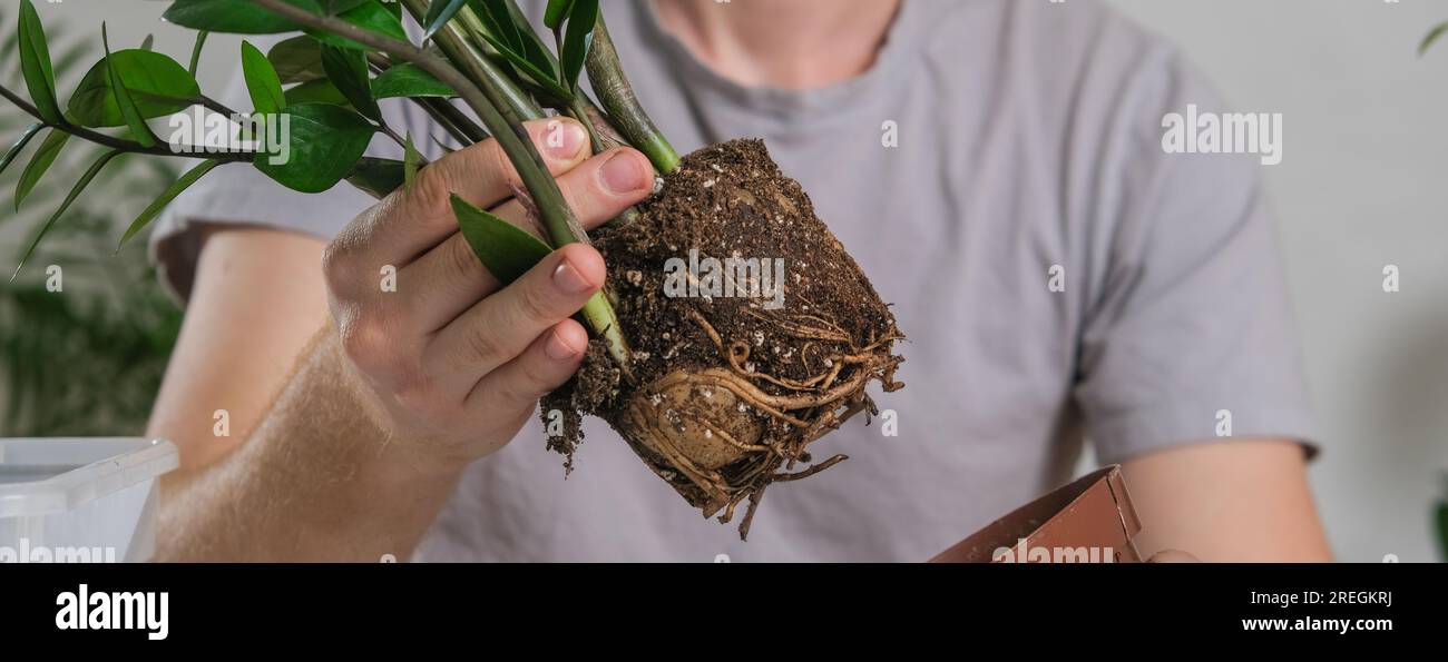 Transplanting Zamioculcas from a small pot to a large one. A man pulls a houseplant out of an old pot. Spring gardening. Stock Photo