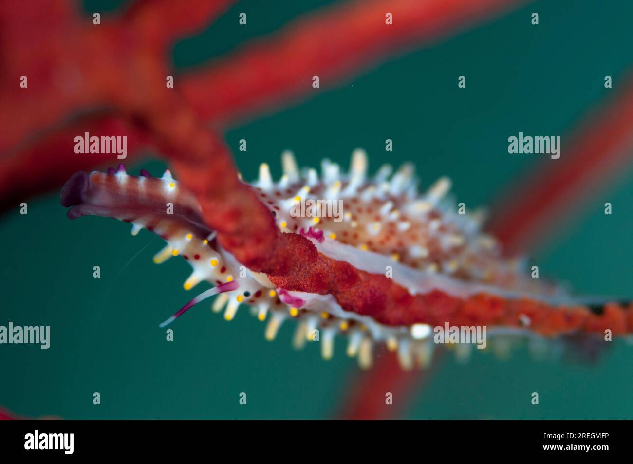 Rosy Spindle Cowrie Snail, Phenacovolva rosea, on coral fan, Friwinbonda dive site, Dampier Strait, Raja Ampat, West Papua, Indonesia Stock Photo