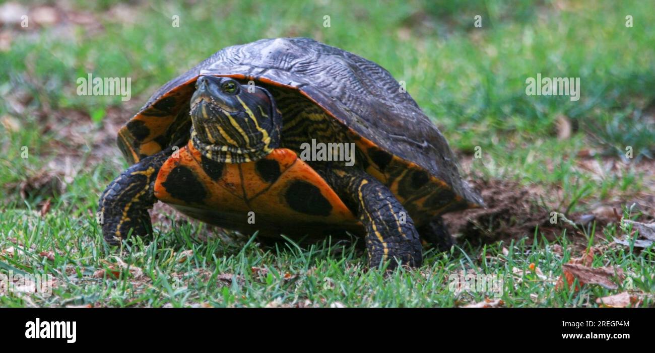 Close up front view of a snapping turtle laying her eggs in grass across from a pond Stock Photo